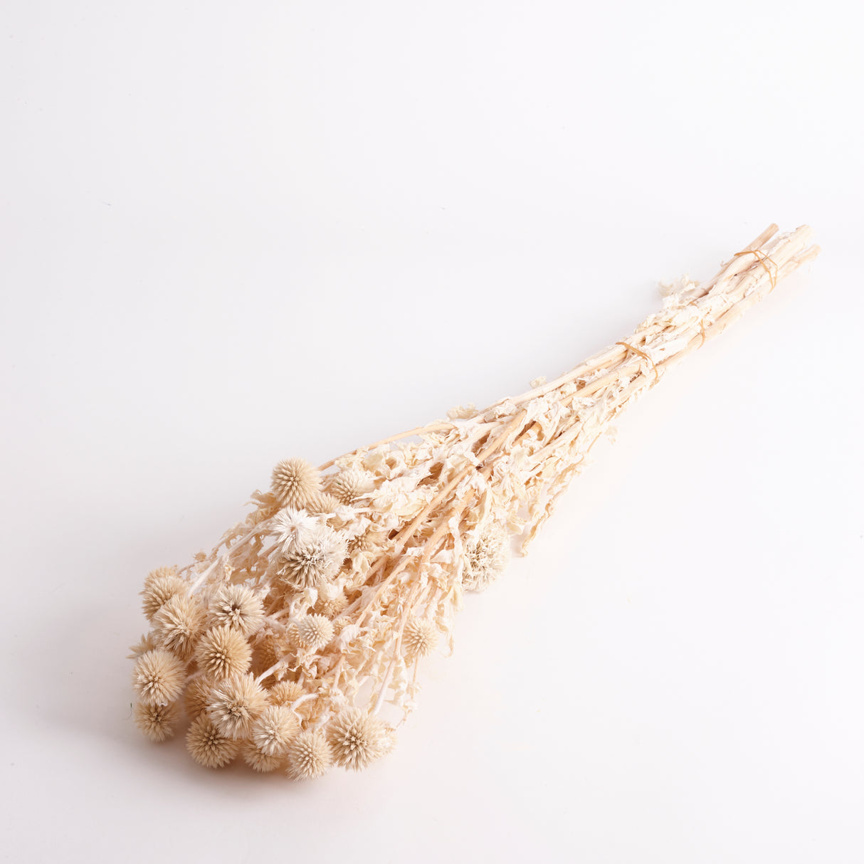 Echinops, Preserved, Bleached, Bunch