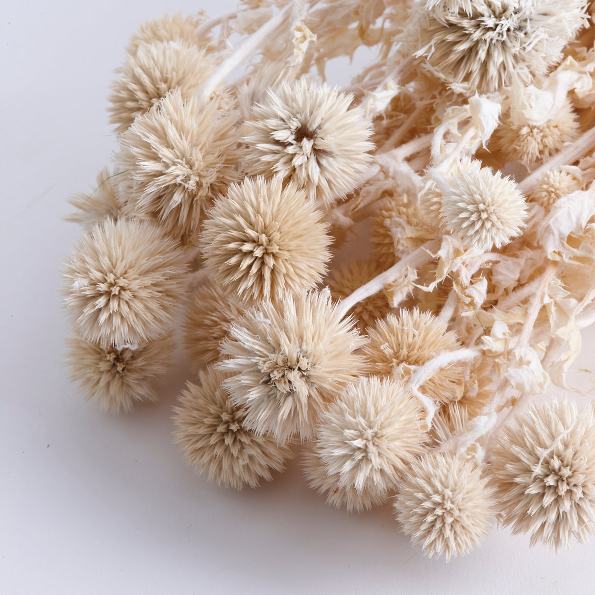 Echinops, Preserved, Bleached, Bunch