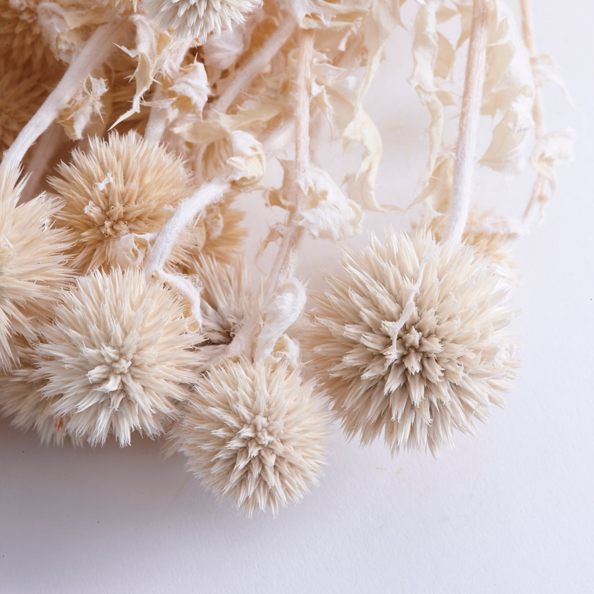 Echinops, Preserved, Bleached, Bunch