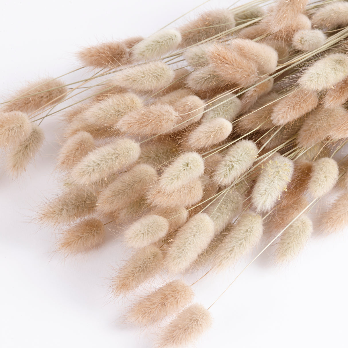 Lagurus, (Bunny Tails), Natural, Per Bunch