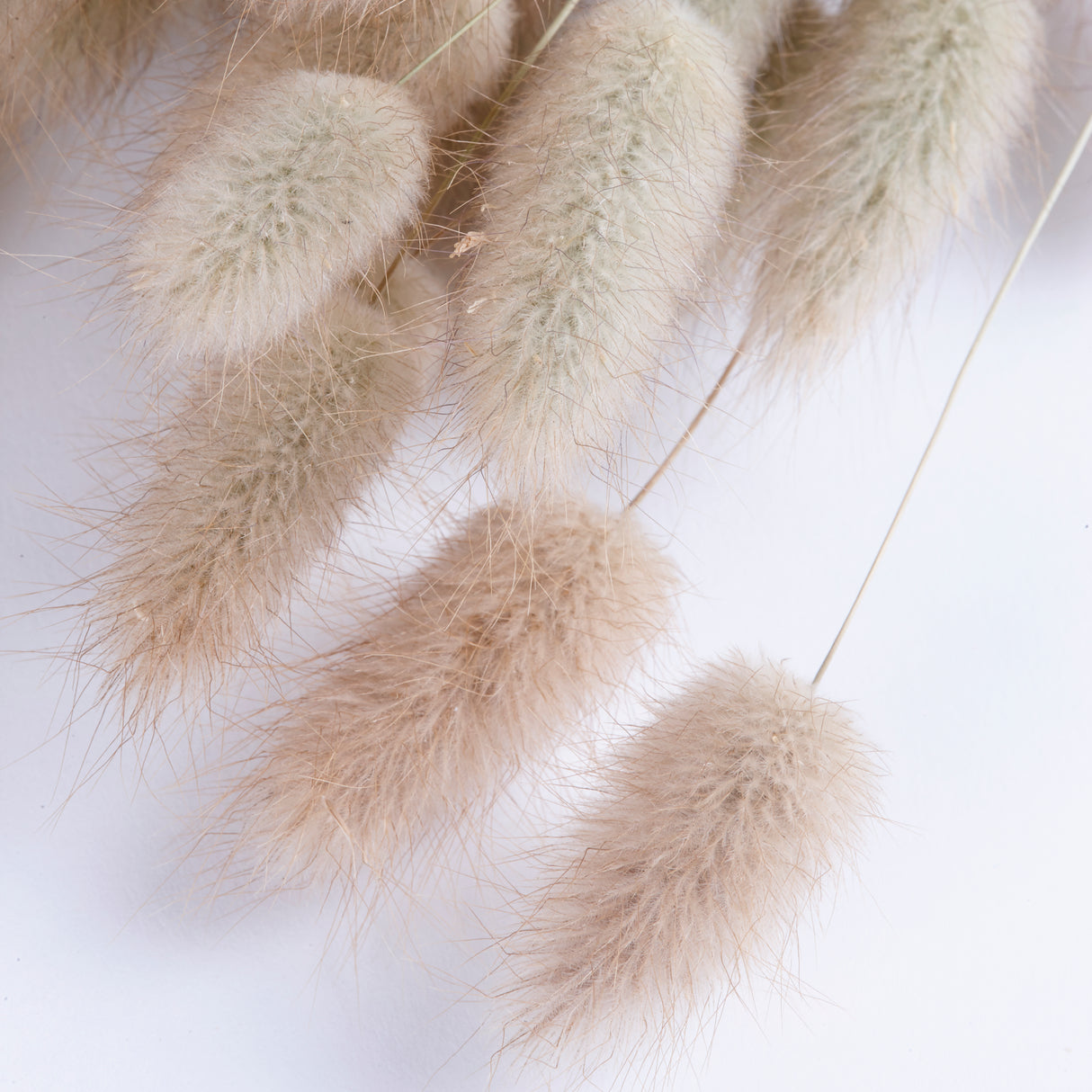 Lagurus, (Bunny Tails), Natural, Per Bunch
