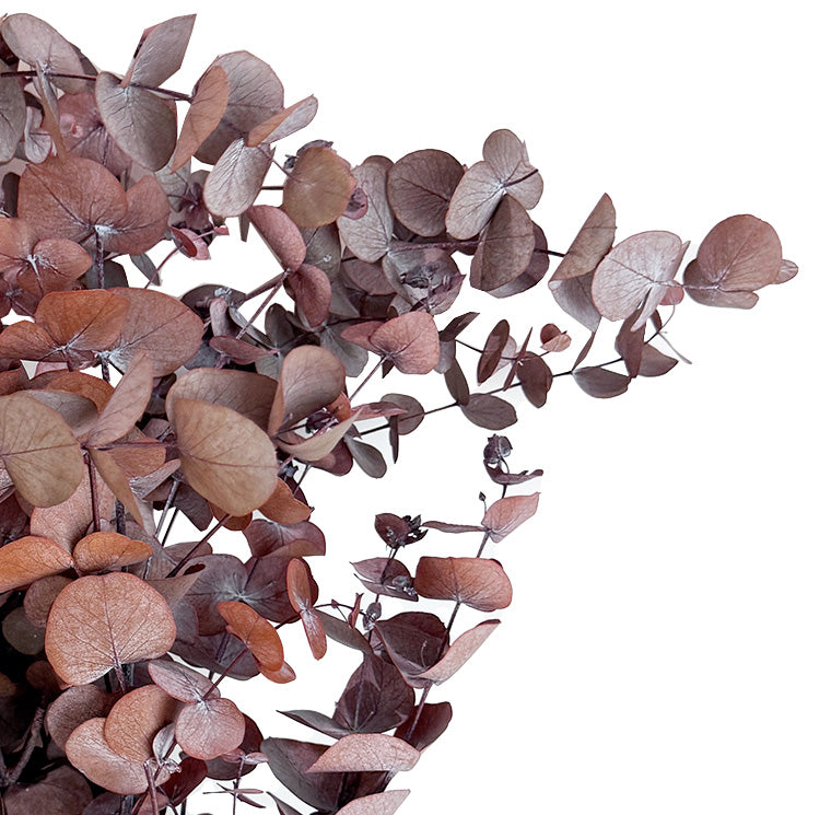 Eucalyptus Cinerea, Preserved, Mocha Cocoa, Bunch