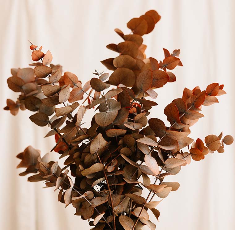 Eucalyptus Cinerea, Preserved, Mocha Cocoa, Bunch