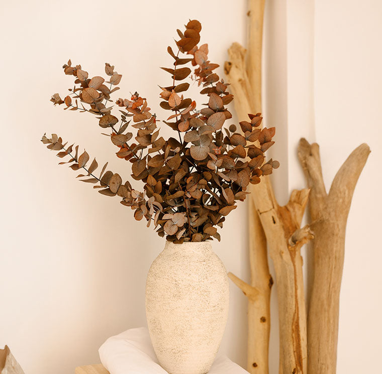 Eucalyptus Cinerea, Preserved, Mocha Cocoa, Bunch