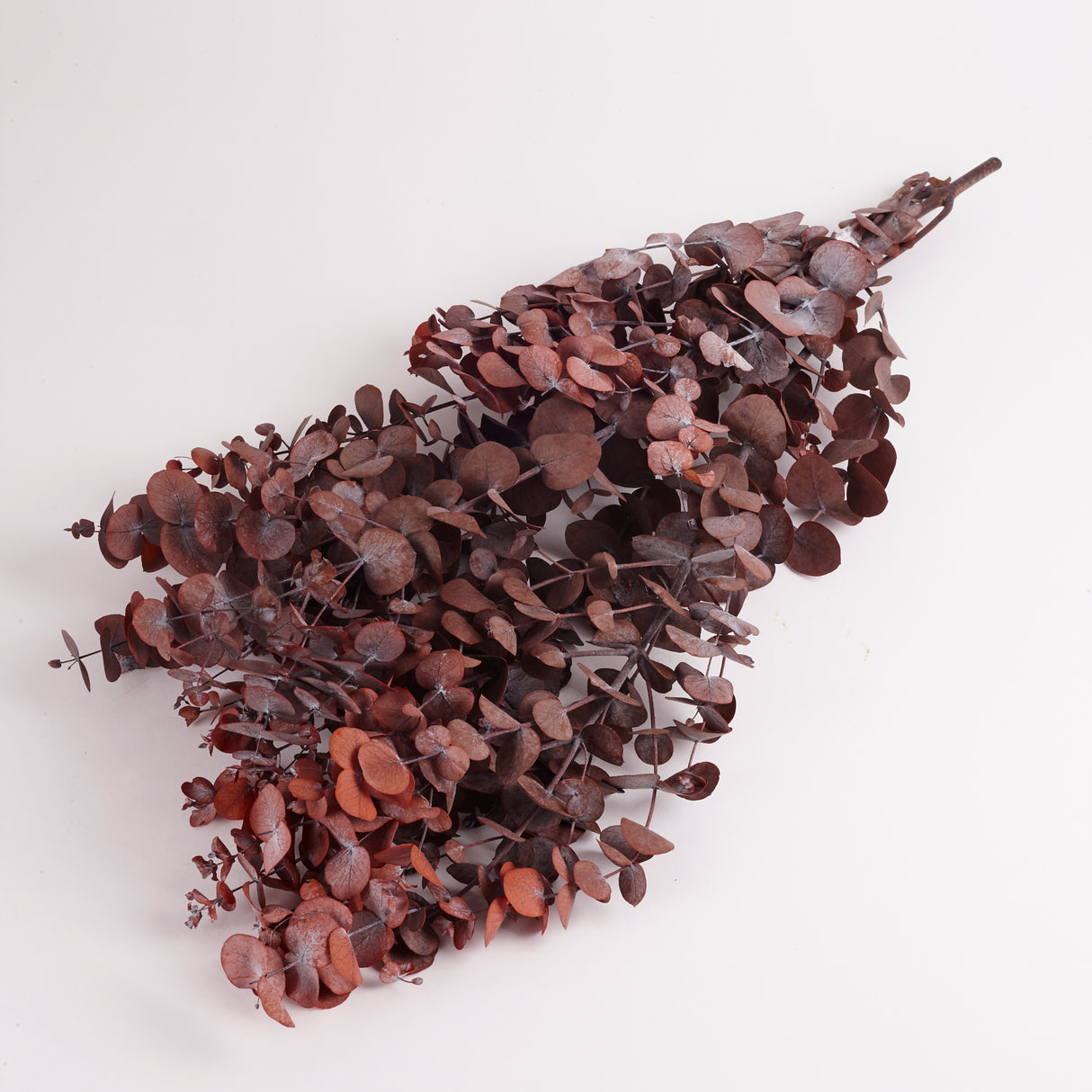 Eucalyptus Cinerea, Preserved, Mocha Cocoa, Bunch