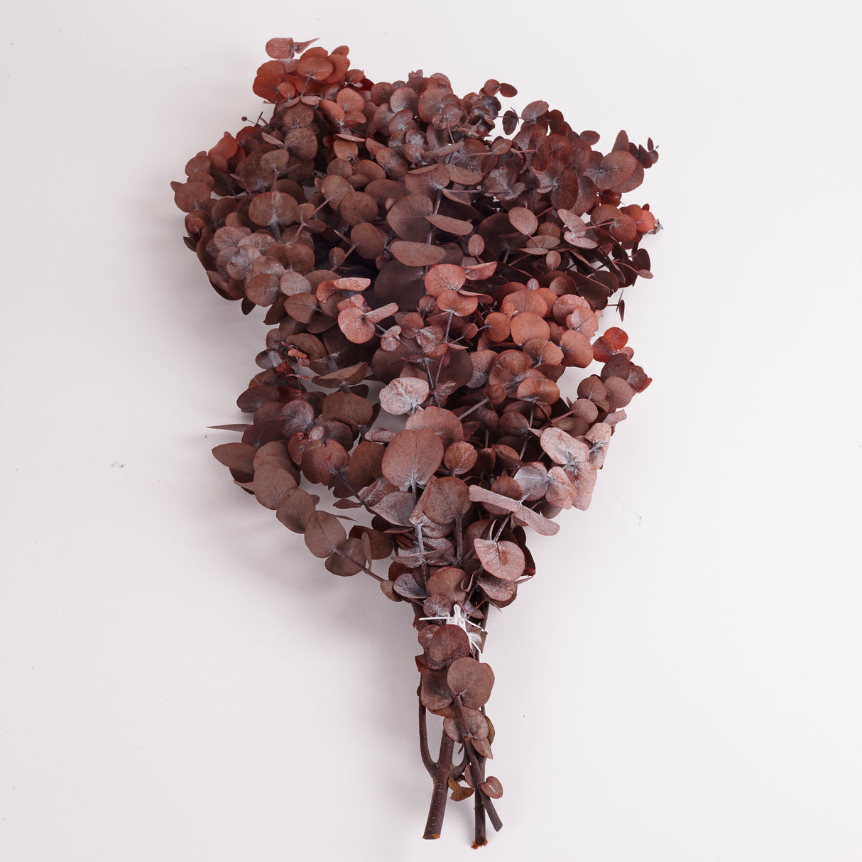 Eucalyptus Cinerea, Preserved, Mocha Cocoa, Bunch