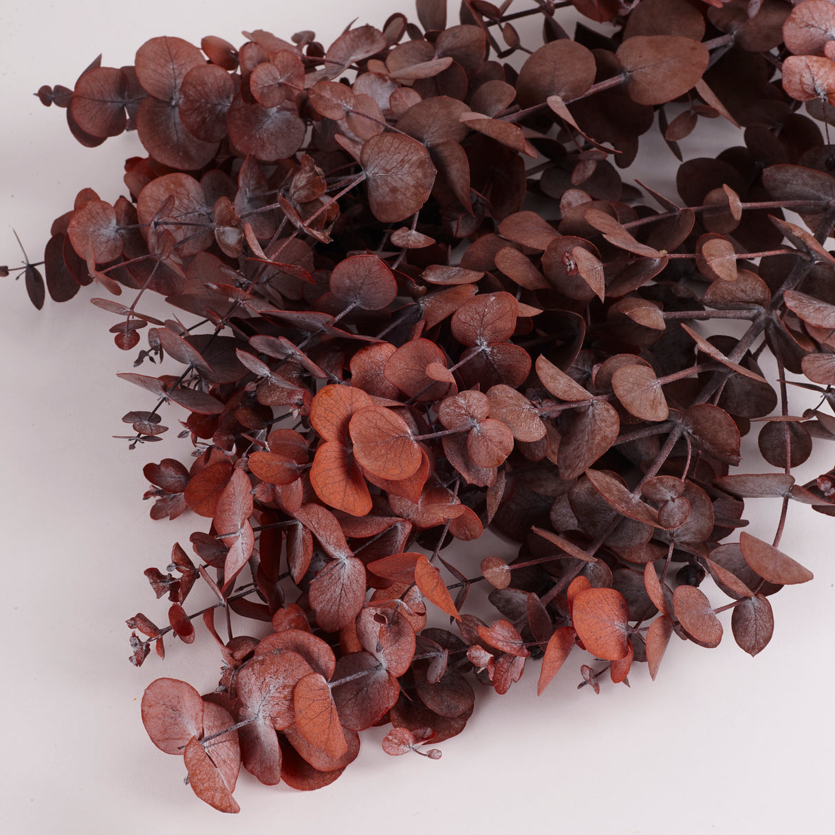 Eucalyptus Cinerea, Preserved, Mocha Cocoa, Bunch