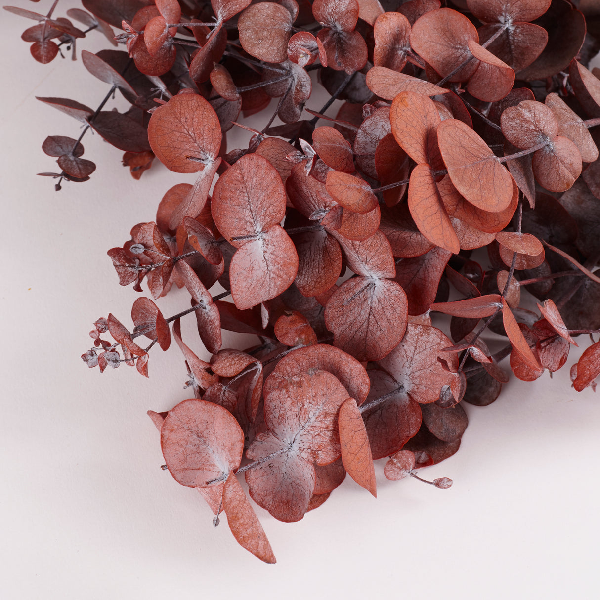 Eucalyptus Cinerea, Preserved, Mocha Cocoa, Bunch