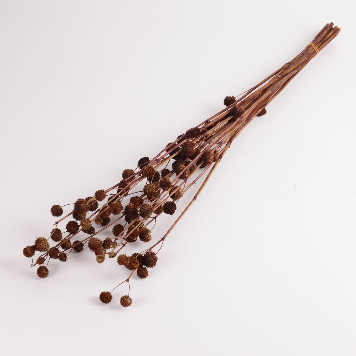 Calicarpa, Natural, Bunch, 70cm