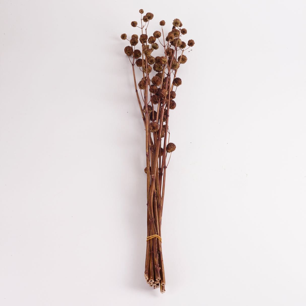 Calicarpa, Natural, Bunch, 70cm