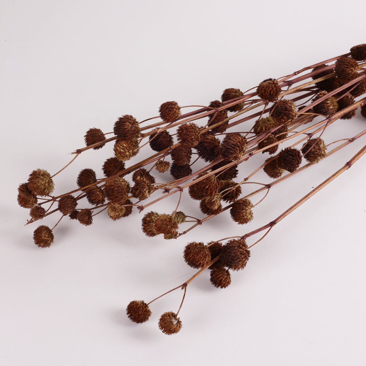 Calicarpa, Natural, Bunch, 70cm