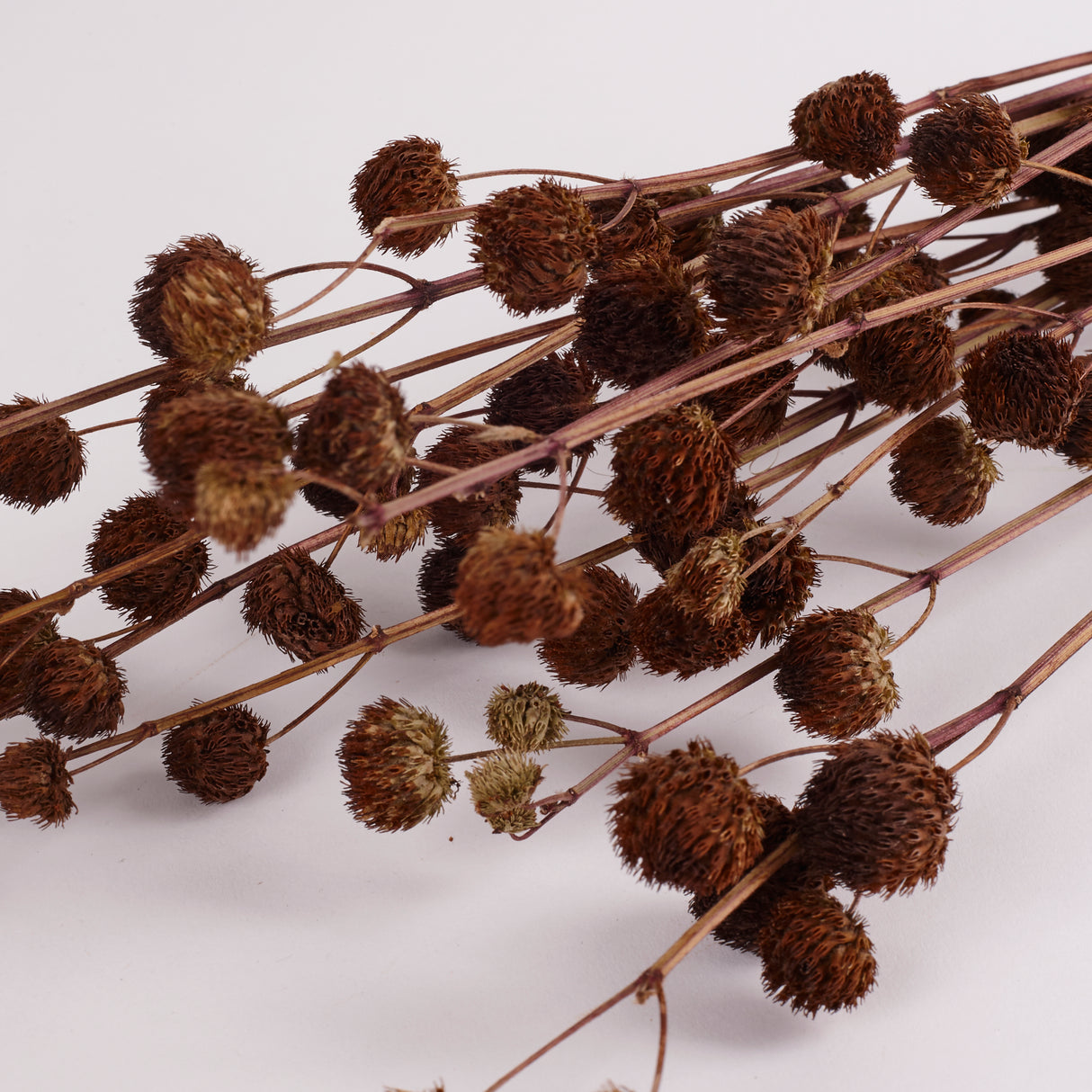 Calicarpa, Natural, Bunch, 70cm