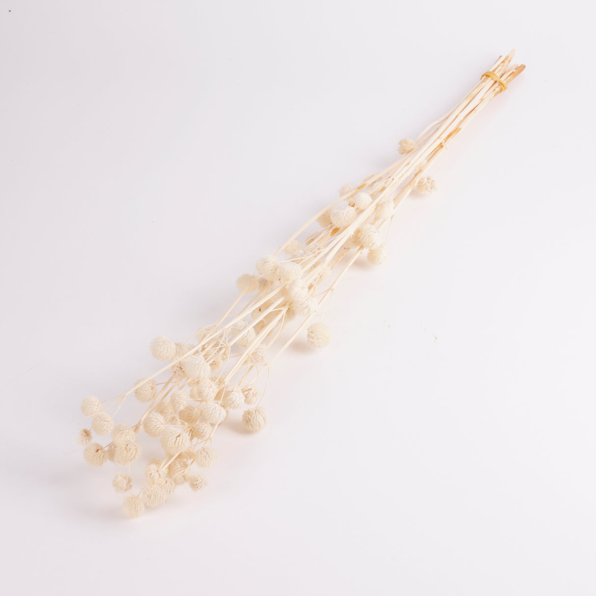 Calicarpa, Bleached White, Bunch, 70cm