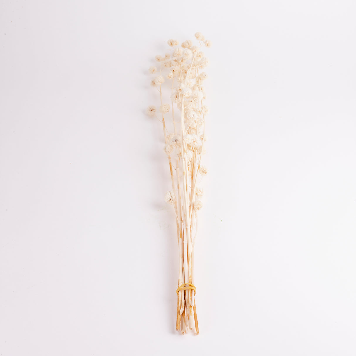 Calicarpa, Bleached White, Bunch, 70cm