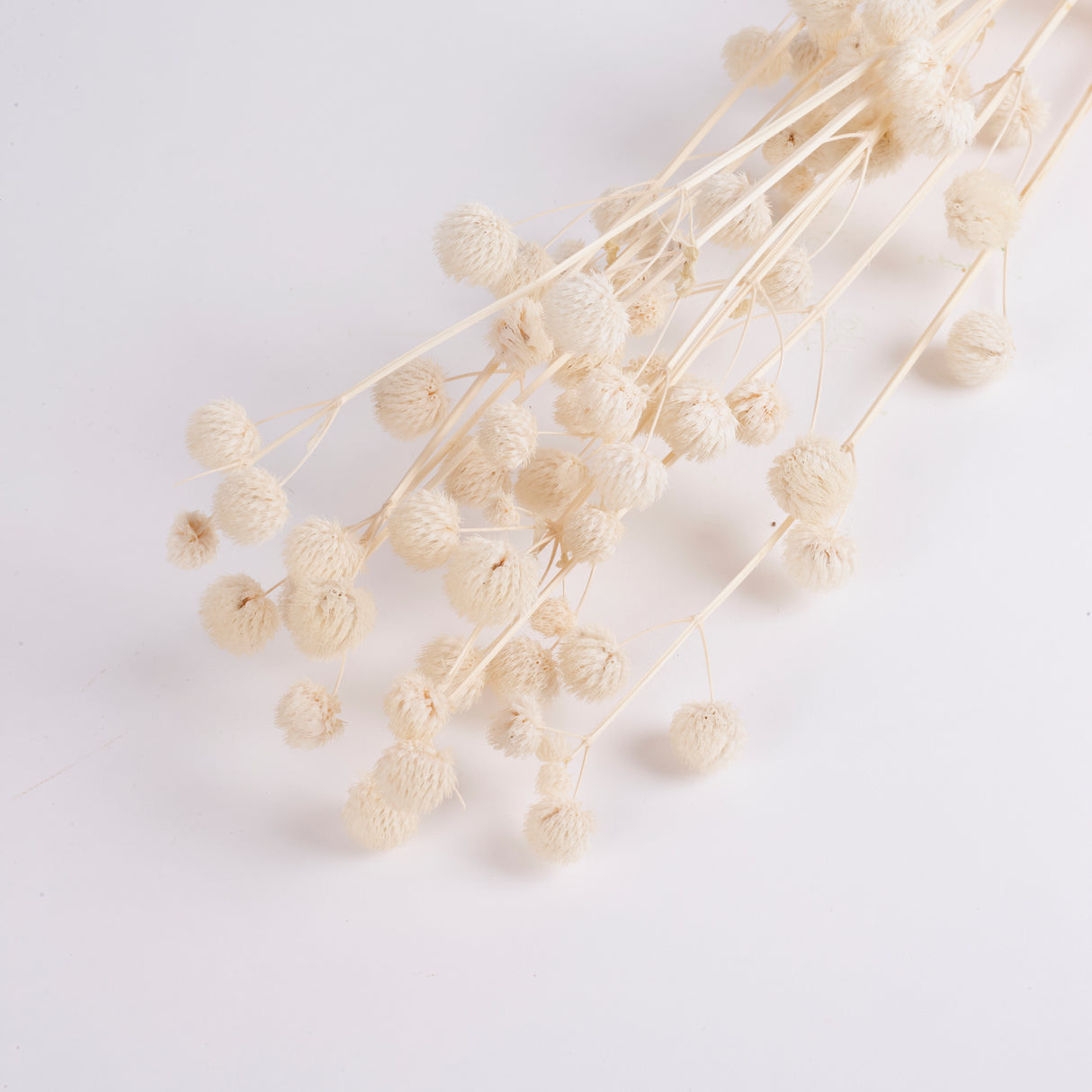 Calicarpa, Bleached White, Bunch, 70cm