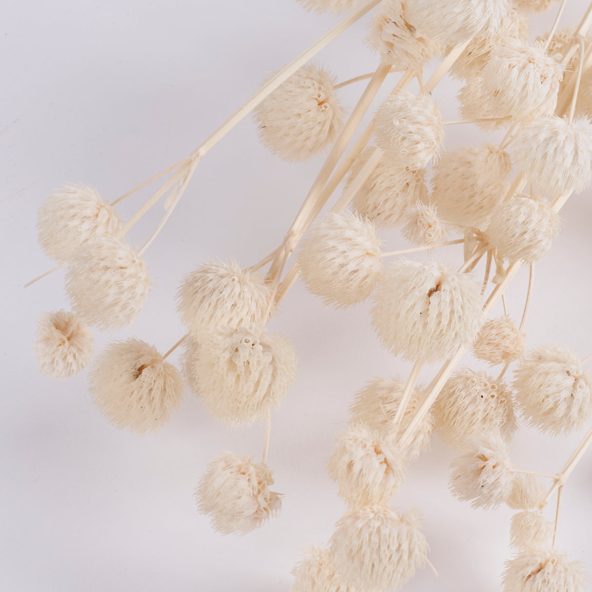 Calicarpa, Bleached White, Bunch, 70cm