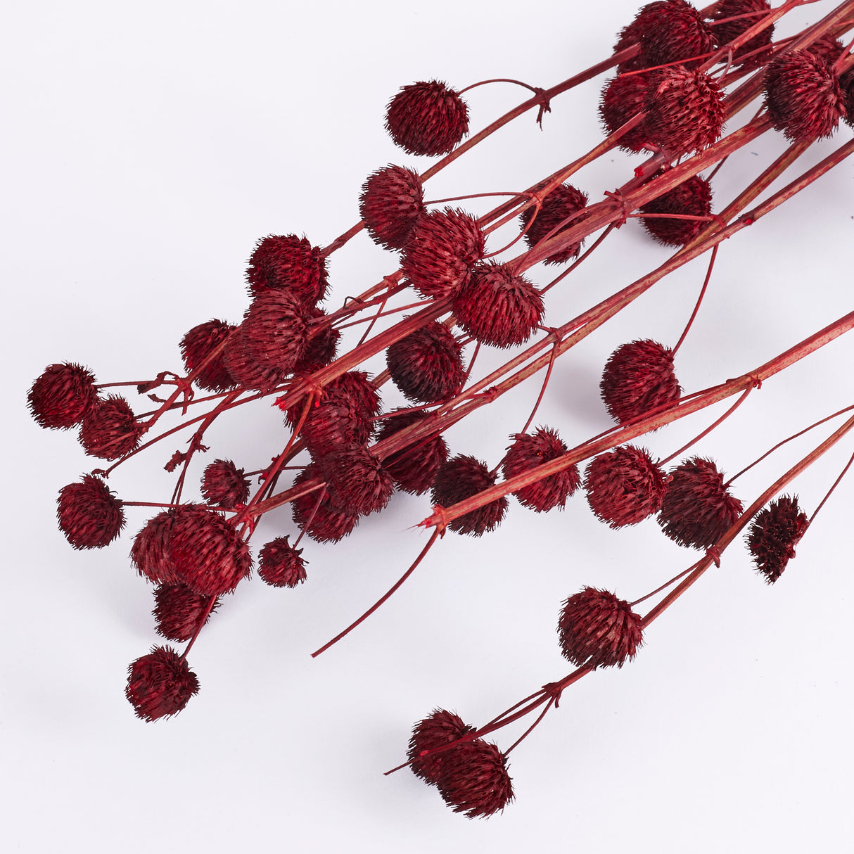 Calicarpa, Red, Bunch, 70cm