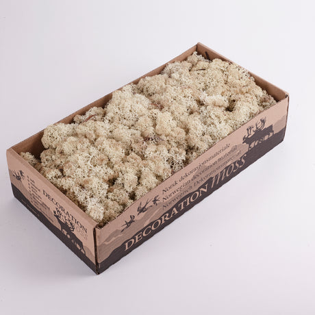 Reindeer Moss, Preserved, Misty White colour