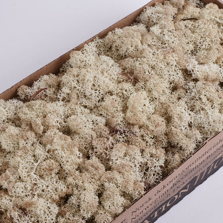 Icelandic (Reindeer) Moss, Preserved, Misty White, 425g
