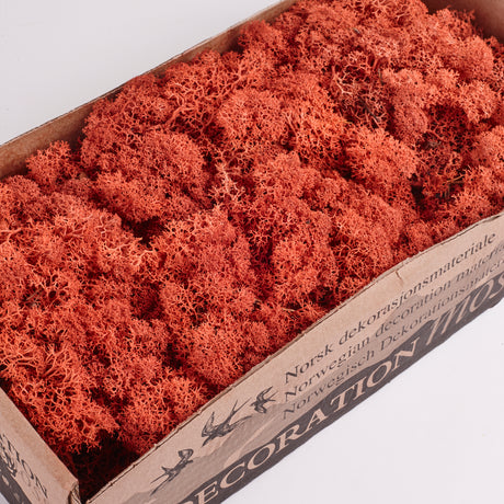 Icelandic (Reindeer) Moss, Preserved, Sienna, 425g