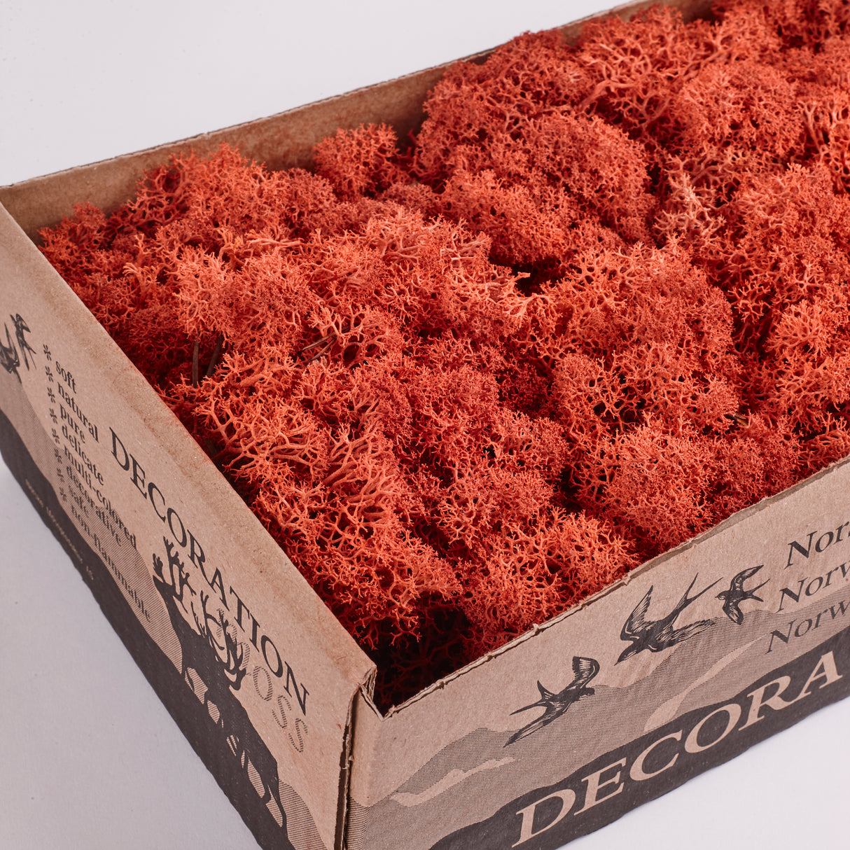 Icelandic (Reindeer) Moss, Preserved, Sienna, 425g