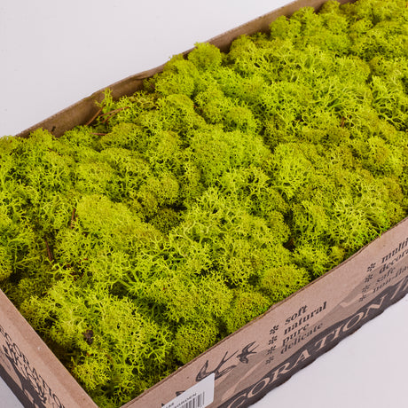 Icelandic (Reindeer) Moss, Preserved, Spring Green, 425g