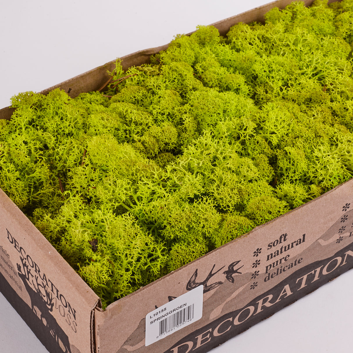 Icelandic (Reindeer) Moss, Preserved, Spring Green, 425g