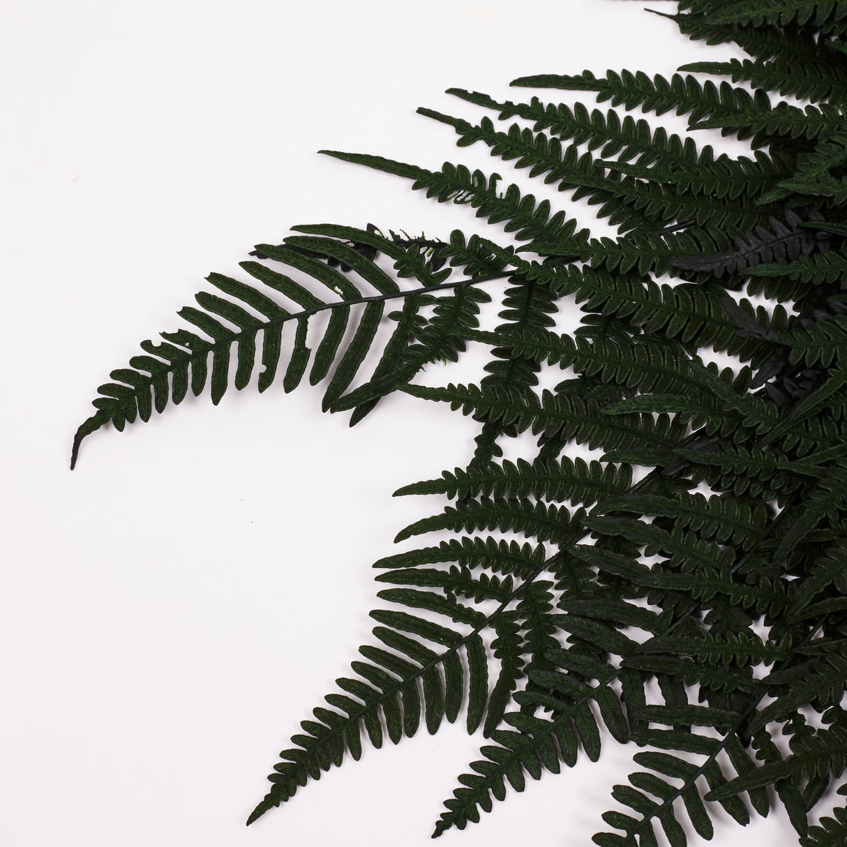 Fern, Mountain, Preserved, Green, Bunch x 10 Stems