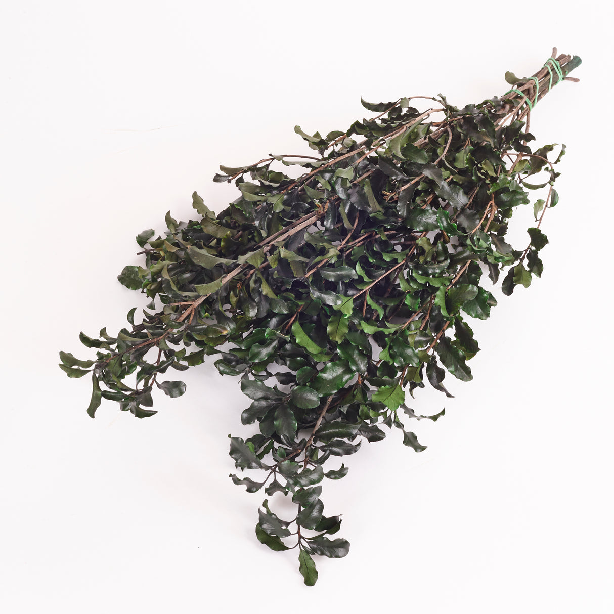 Pittosporum, Preserved, Green, 100g Bunch