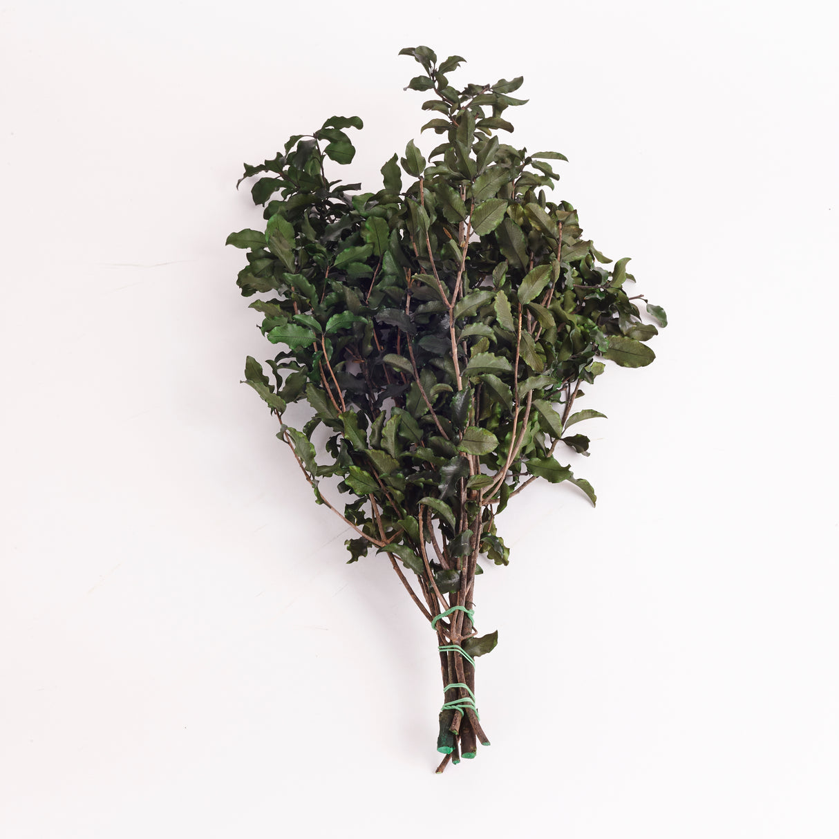 Pittosporum, Preserved, Green, 100g Bunch