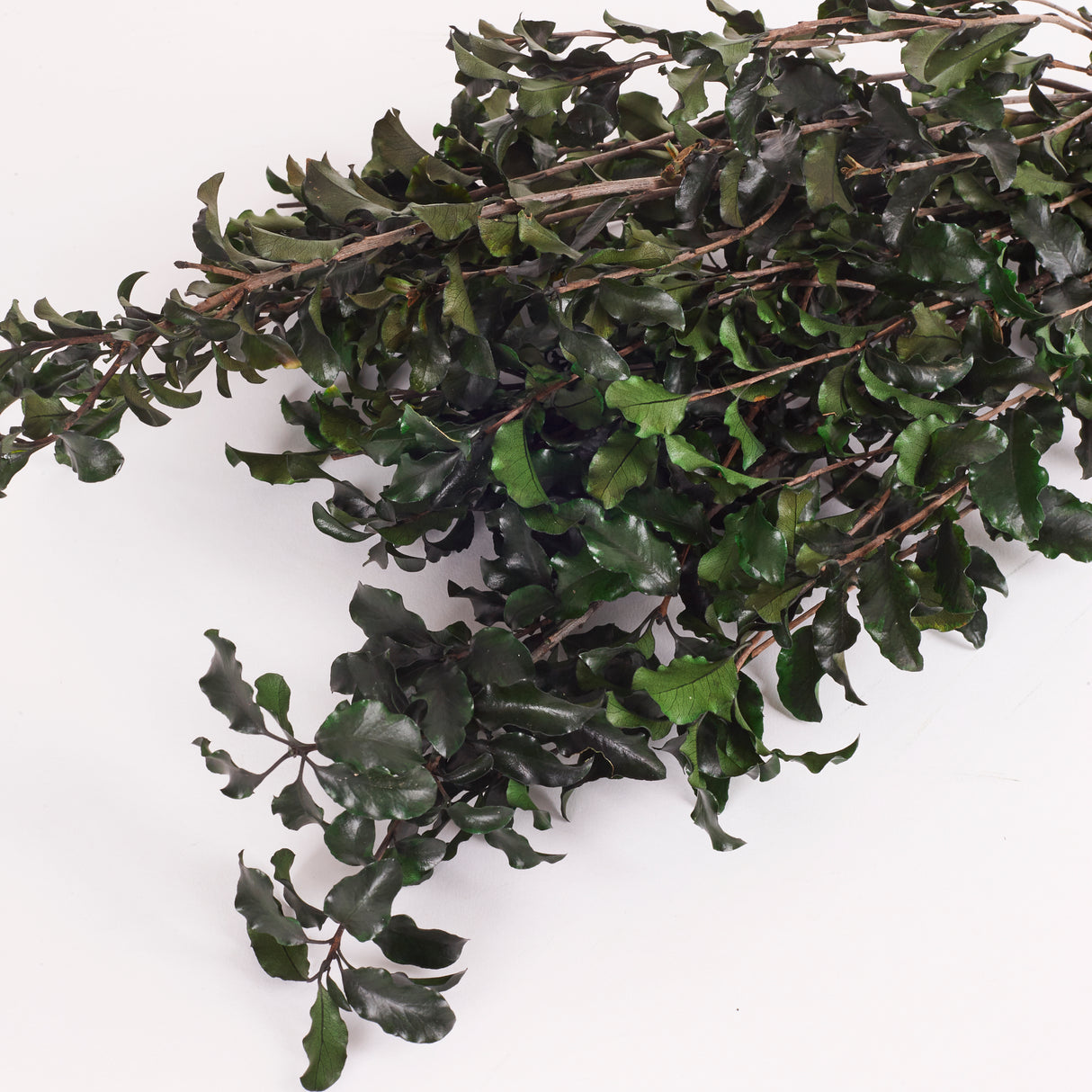 Pittosporum, Preserved, Green, 100g Bunch