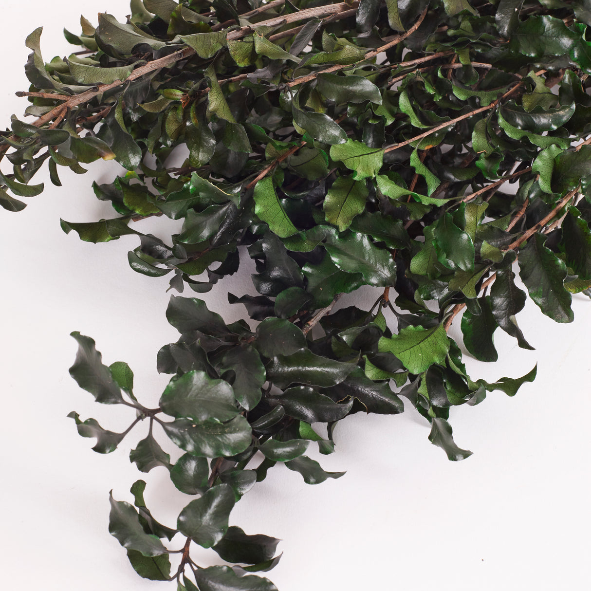 Pittosporum, Preserved, Green, 100g Bunch