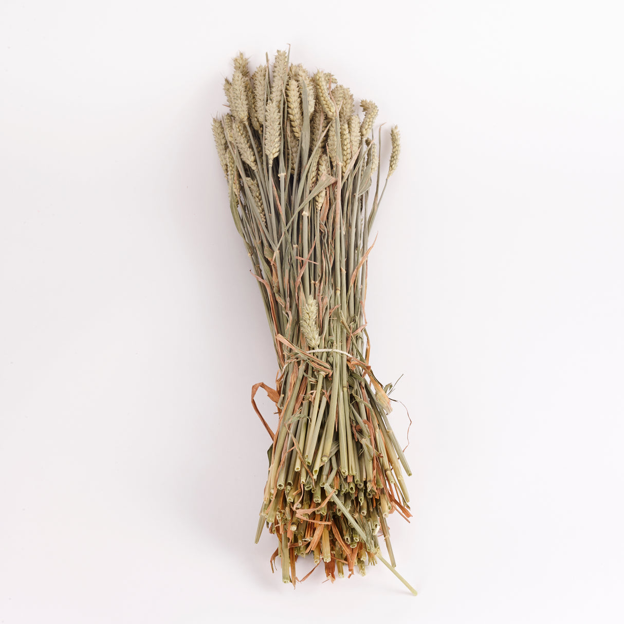 Wheat, (Tarwe), Dried, Natural Green