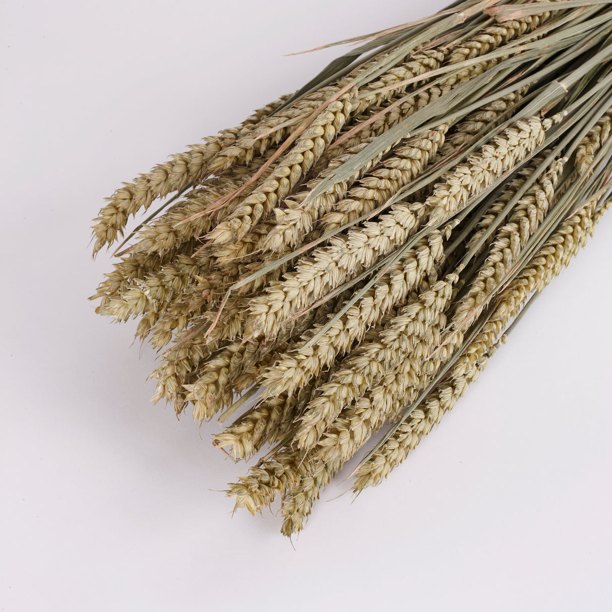 Wheat, (Tarwe), Dried, Natural Green
