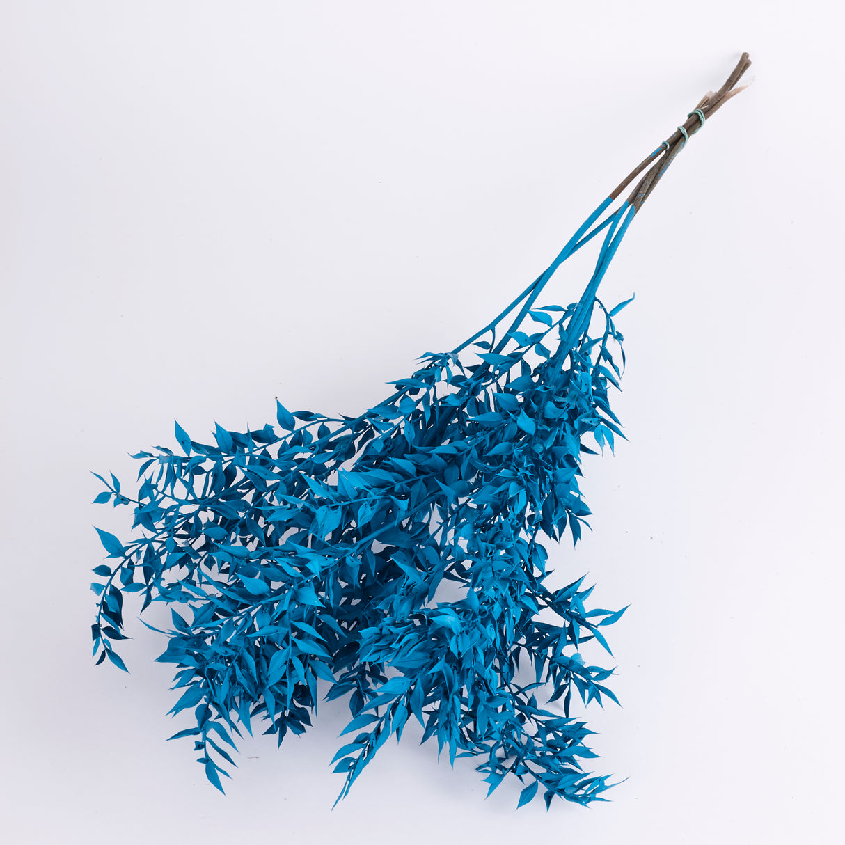 Ruscus, Preserved, Turquoise x 5 Stems