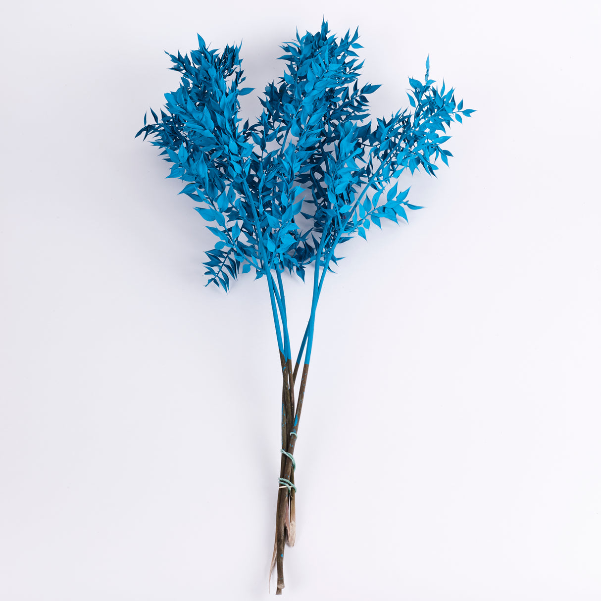 Ruscus, Preserved, Turquoise x 5 Stems
