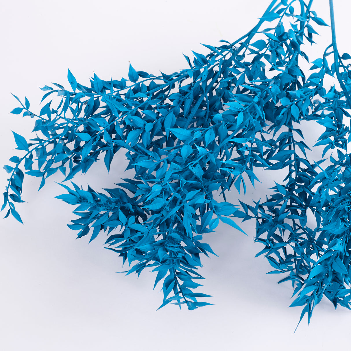 Ruscus, Preserved, Turquoise x 5 Stems