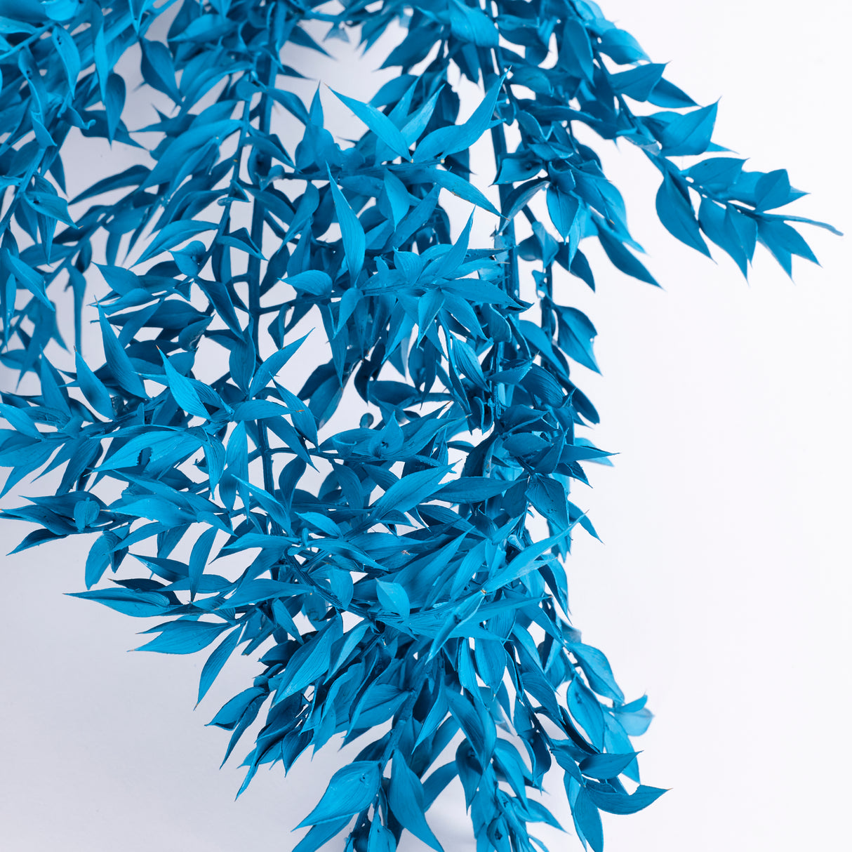 Ruscus, Preserved, Turquoise x 5 Stems