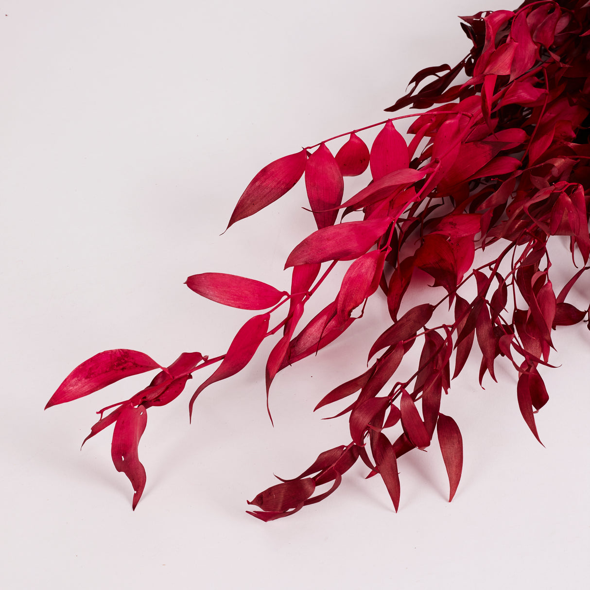 Ruscus, Soft, Cyclamen, 100g Bunch