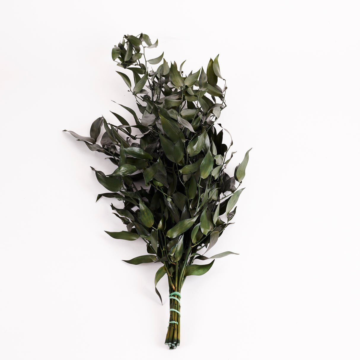 Ruscus, Soft, Green, 100g Bunch