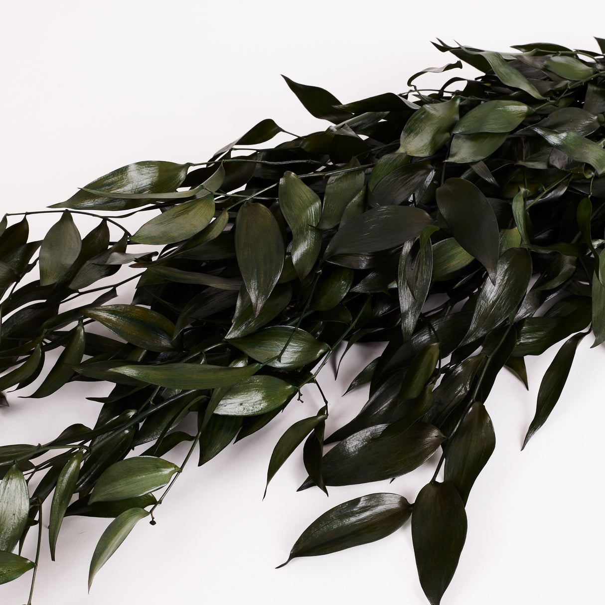 Ruscus, Soft, Green, 100g Bunch