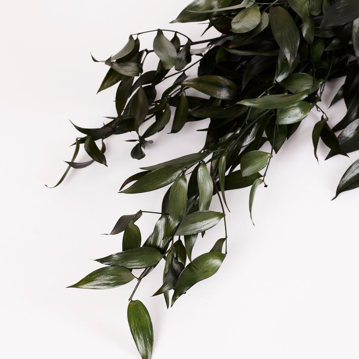 Ruscus, Soft, Green, 100g Bunch