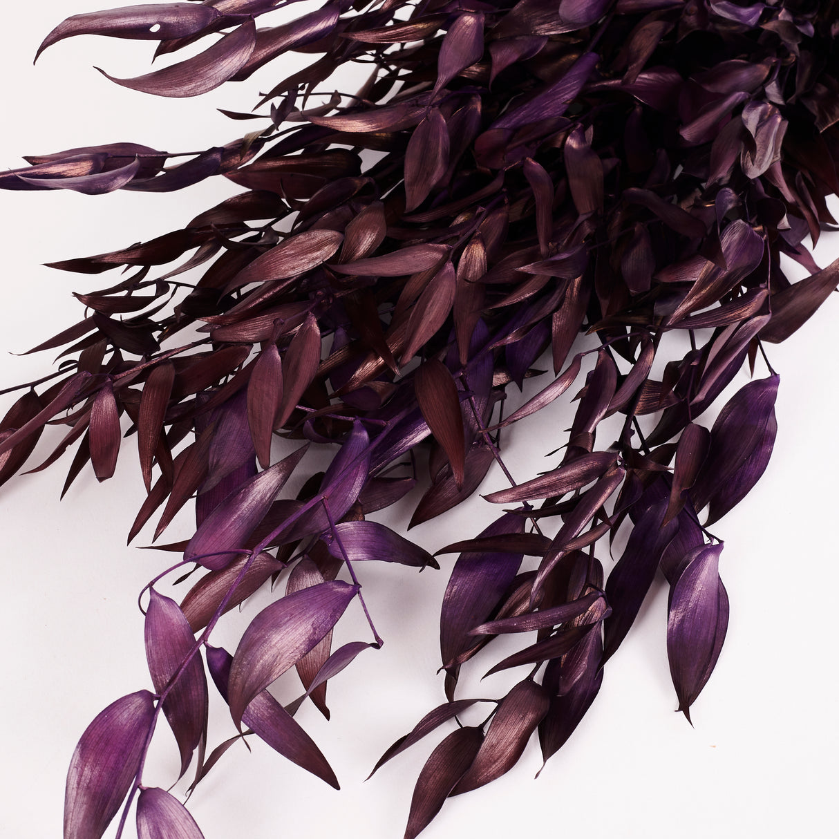 Ruscus, Soft, Milka, 100g Bunch