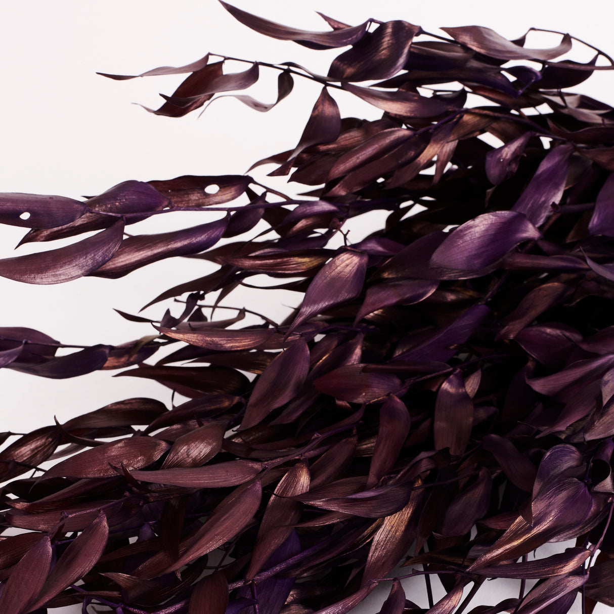 Ruscus, Soft, Milka, 100g Bunch