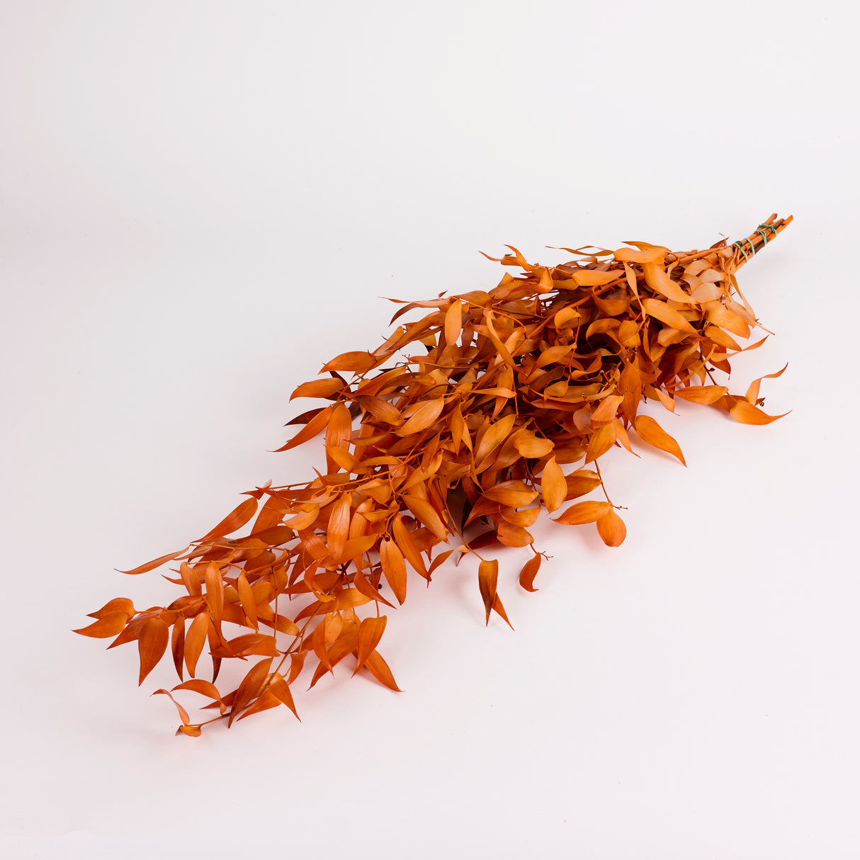 Ruscus, Soft, Orange, 100g Bunch