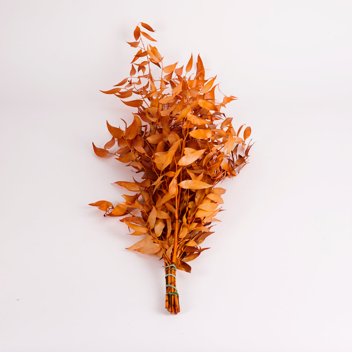 Ruscus, Soft, Orange, 100g Bunch