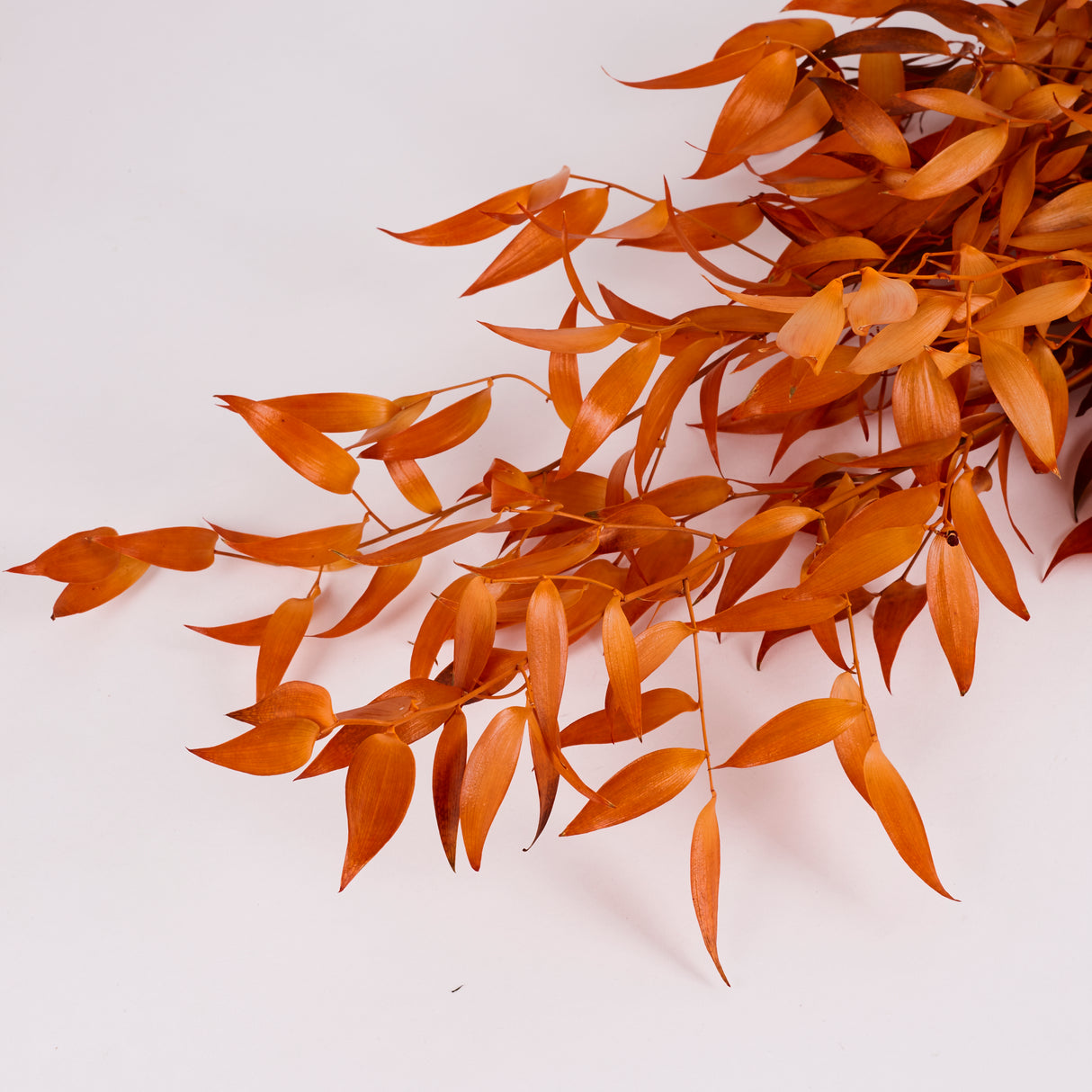 Ruscus, Soft, Orange, 100g Bunch