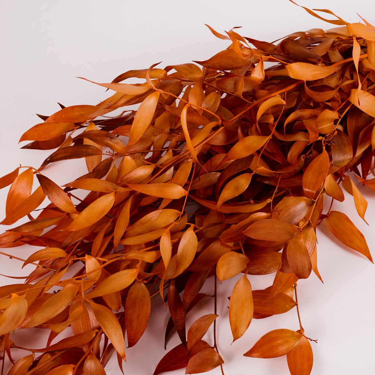 Ruscus, Soft, Orange, 100g Bunch