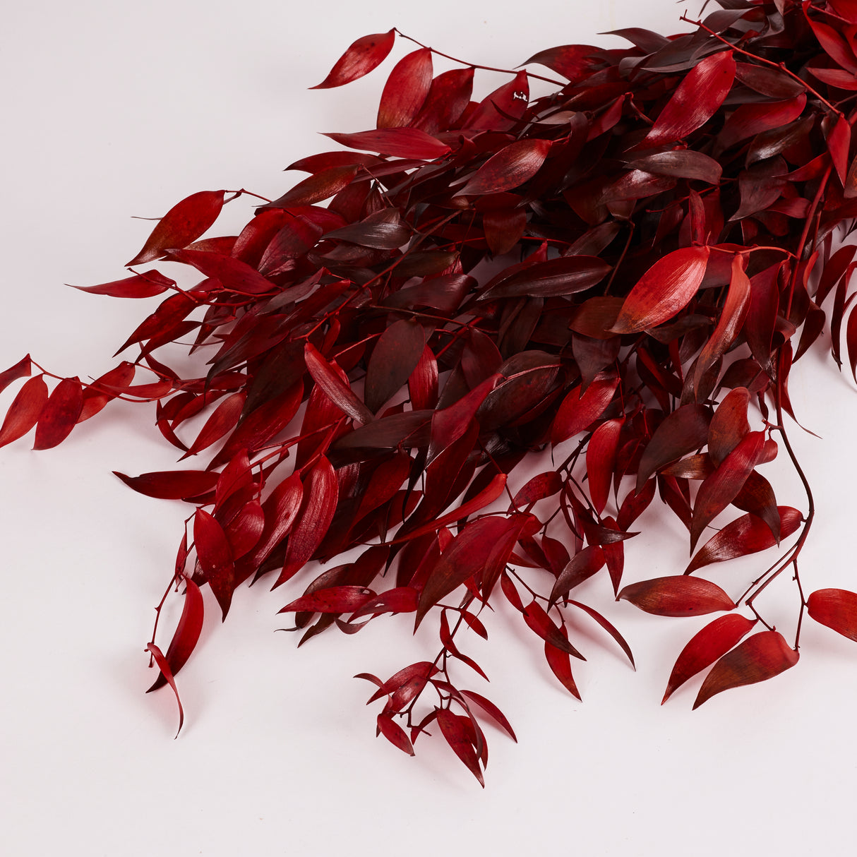 Ruscus, Soft, Red, 100g Bunch