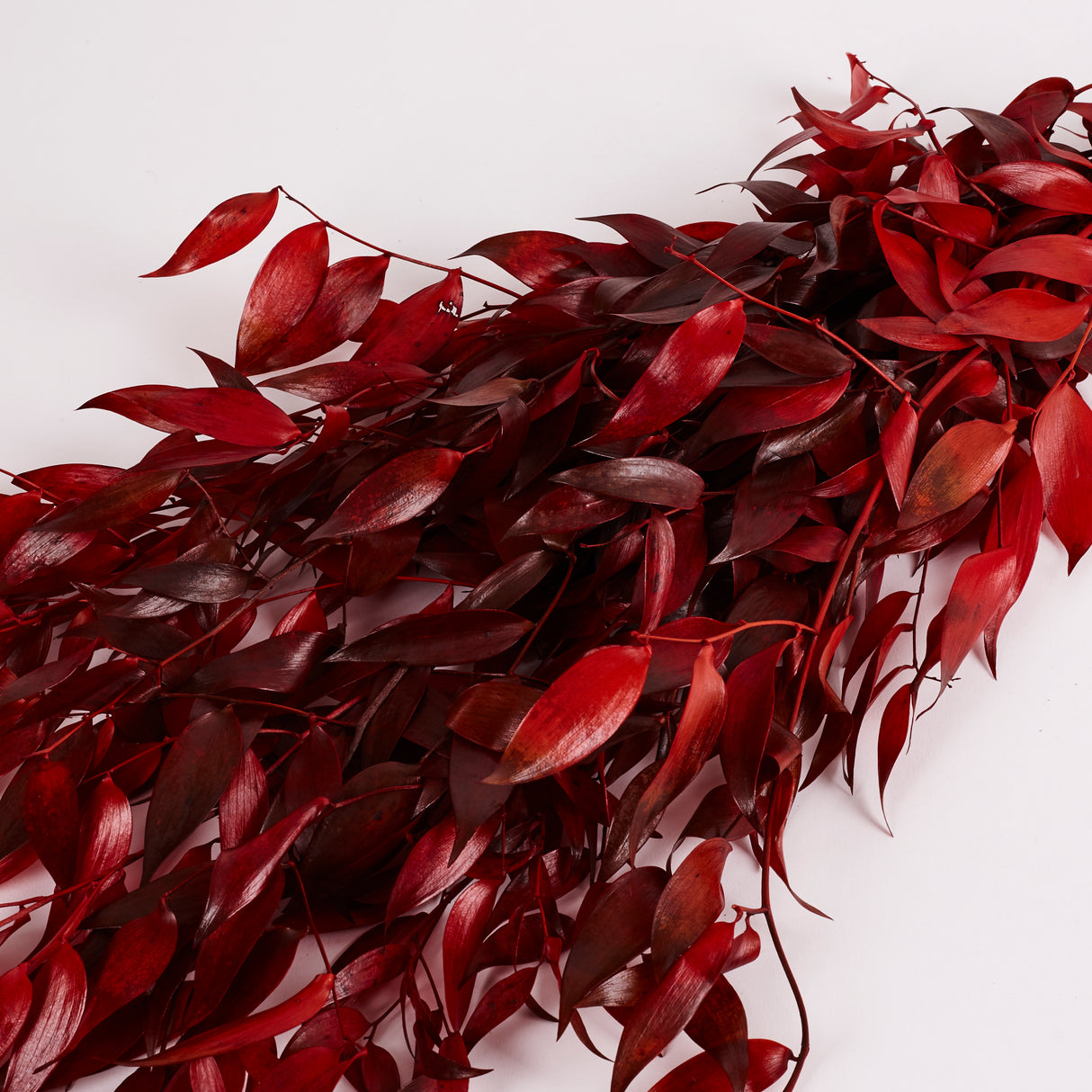 Ruscus, Soft, Red, 100g Bunch